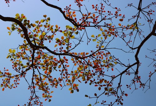 Terminalia bellirica