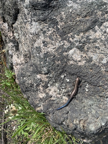 Common Five-lined Skink observed by jameshb