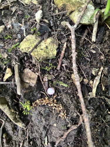 Hendersonia occulta observed 2026-06-02
