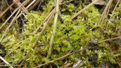 Rhynchostegium serrulatum