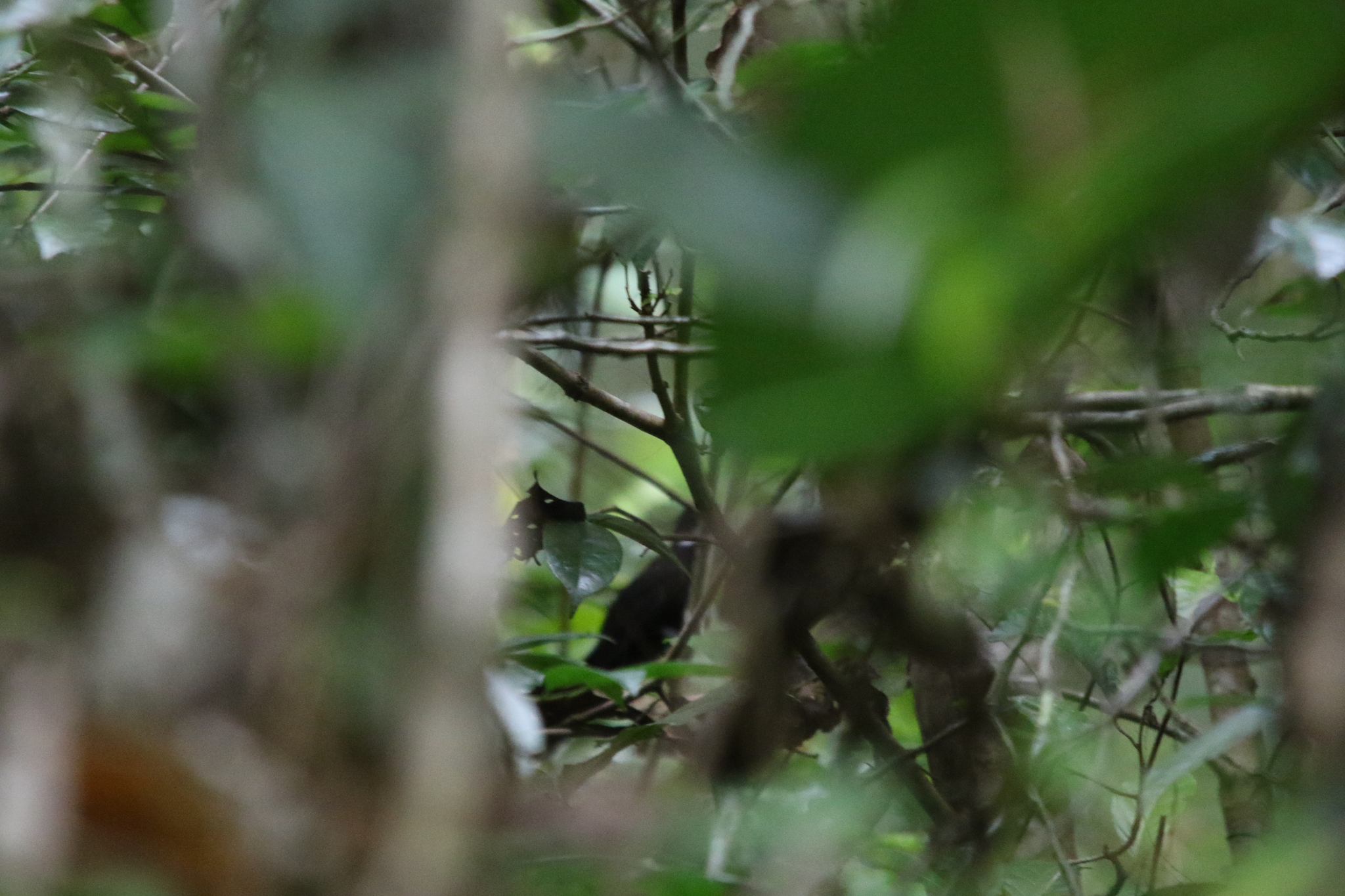 Black Thicket Fantail (Rhipidura maculipectus), photo 2