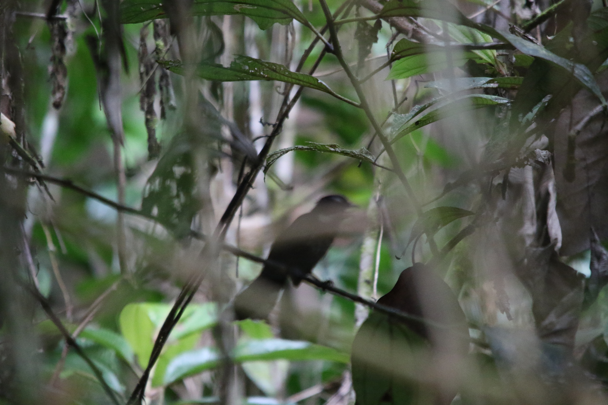 Black Thicket Fantail (Rhipidura maculipectus), photo 1