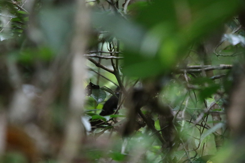 Black Thicket Fantail (Rhipidura maculipectus), photo 3