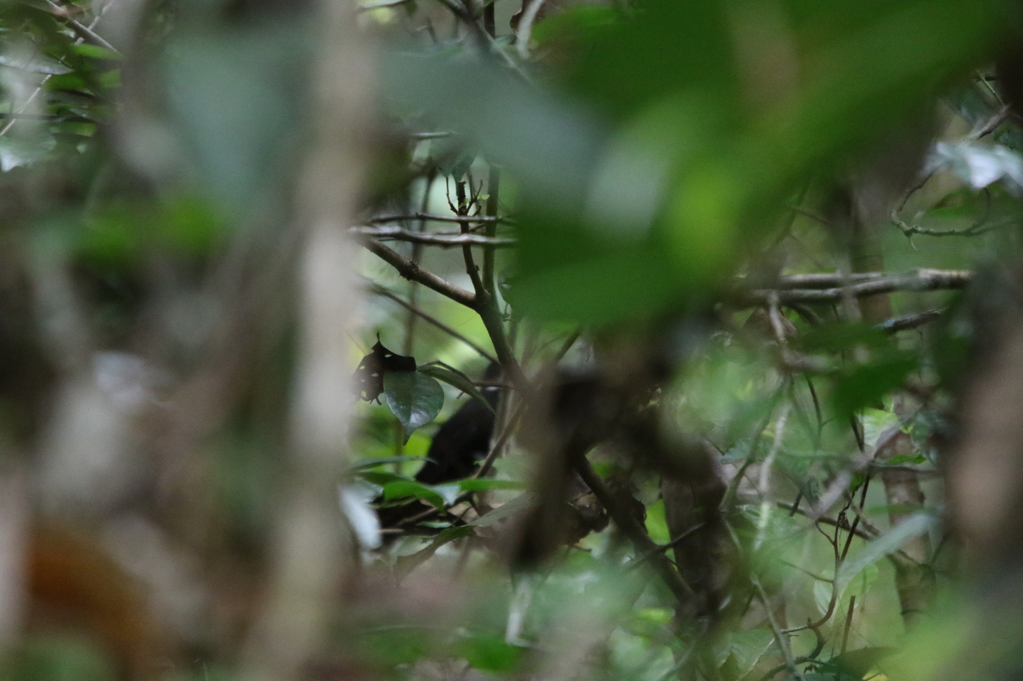 Black Thicket Fantail (Rhipidura maculipectus), photo 3