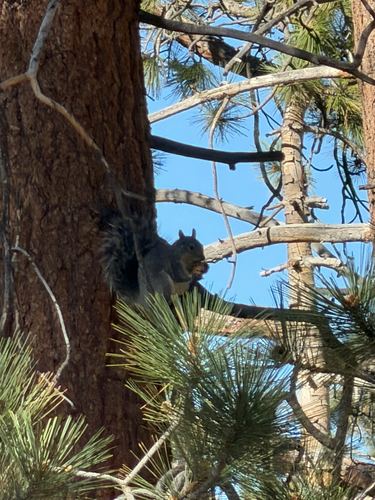 Western Gray Squirrel observed by sebastian_fayer