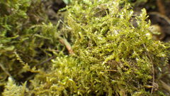 Hygroamblystegium