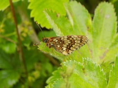 Melitaea aurelia