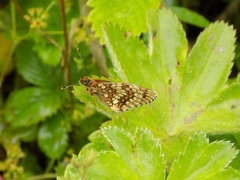 Melitaea aurelia