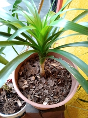 Beaucarnea recurvata