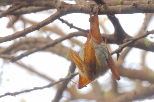 Yellow-winged Bat