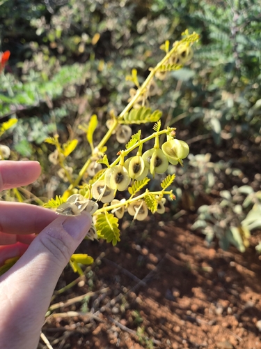 Tribulus platypterus (Tribulus platypterus)