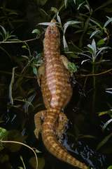 Varanus flavescens
