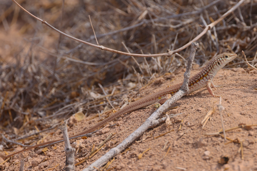 Latastia longicaudata revoili