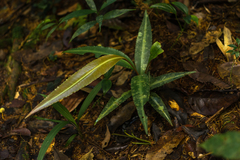 Labisia pumila