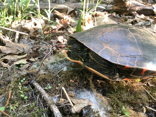 Painted Turtle observed by elimac14