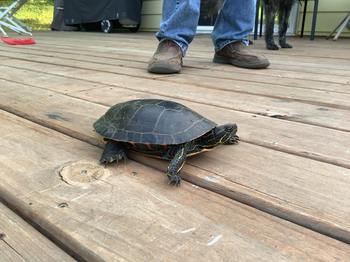 Painted Turtle observed by elimac14