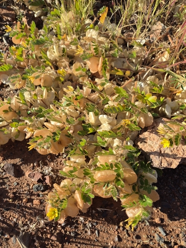 Tribulus hirsutus (Tribulus hirsutus)