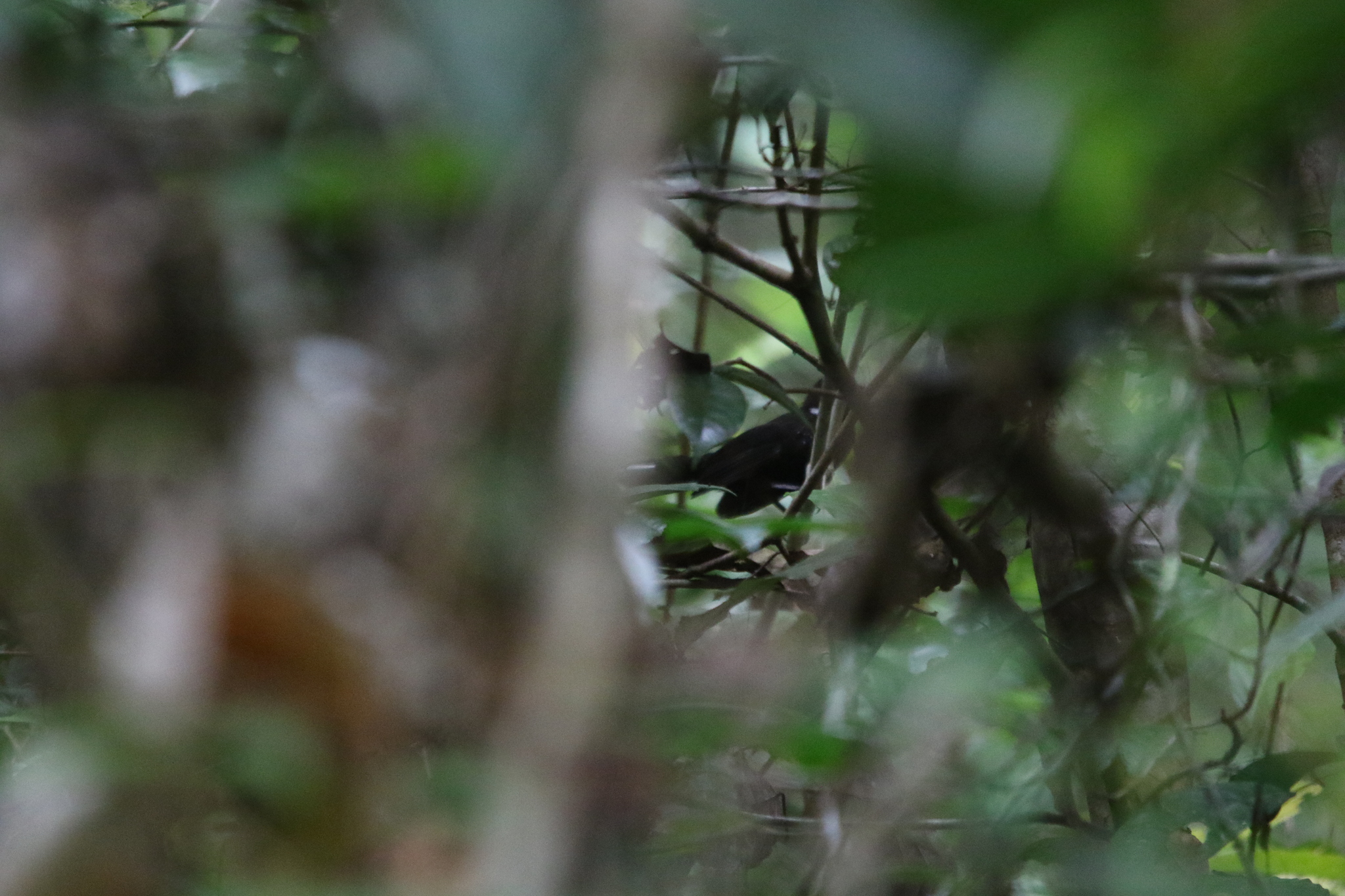 Black Thicket Fantail (Rhipidura maculipectus), photo 4