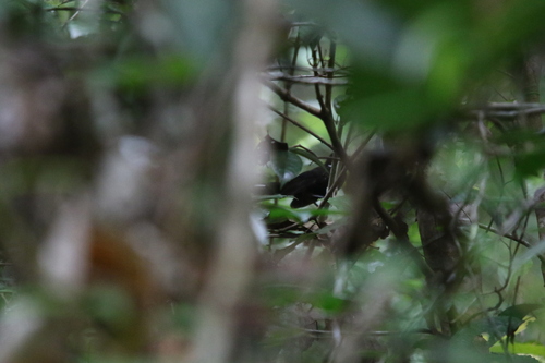 Black Thicket Fantail (Rhipidura maculipectus), photo 5