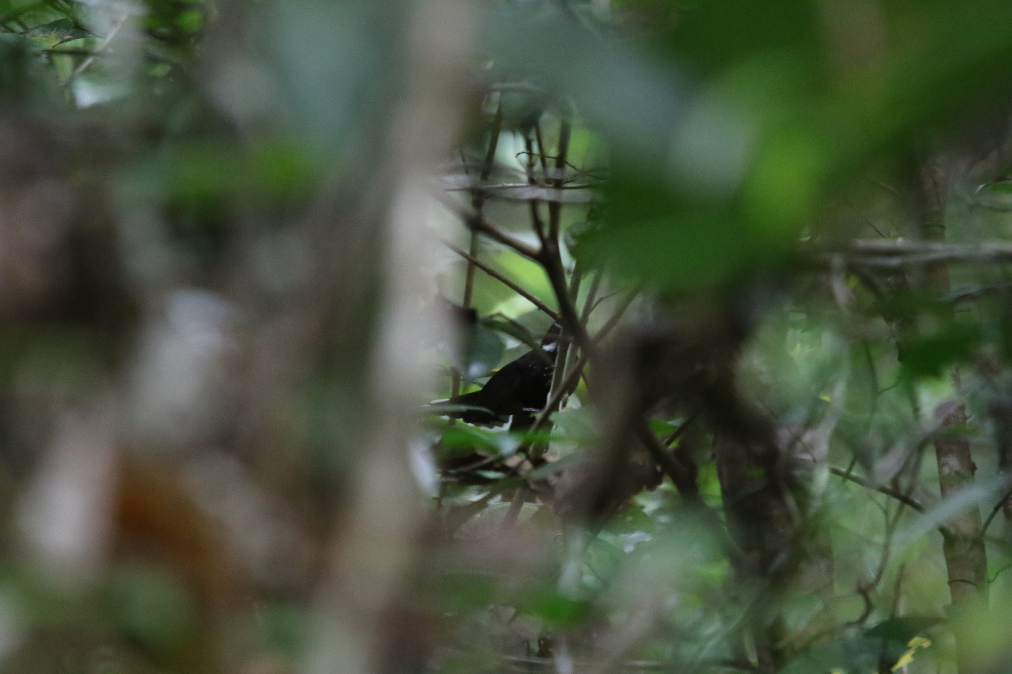 Black Thicket Fantail (Rhipidura maculipectus), photo 6