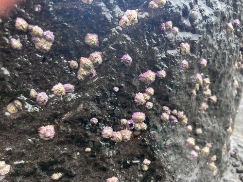Nesochthamalus observed 2026-06-02