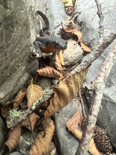 Rough-skinned Newt observed by erinenfield