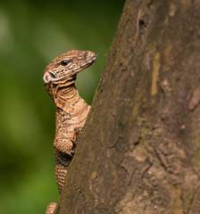 Varanus bengalensis