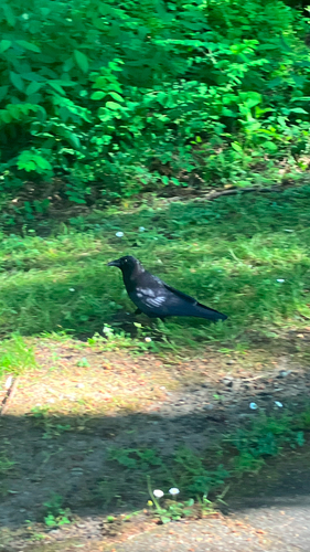 American Crow observed by thundercloudplum