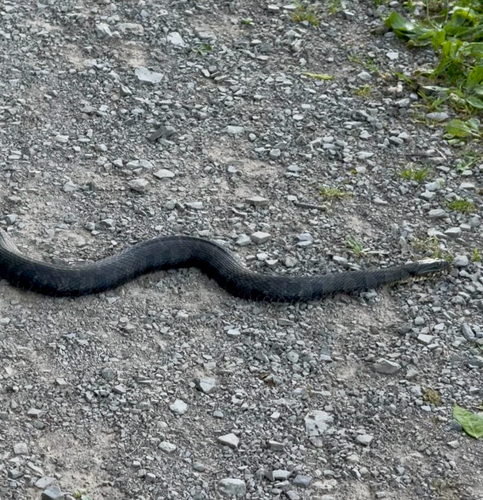 Common Watersnake observed by pawpaw5