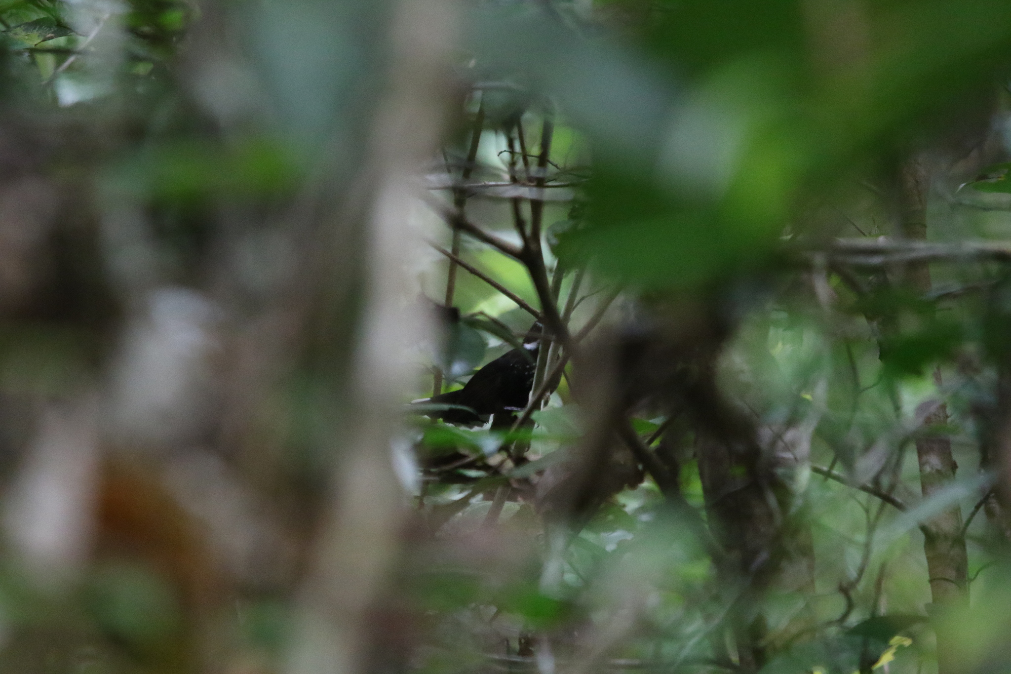 Black Thicket Fantail (Rhipidura maculipectus), photo 7