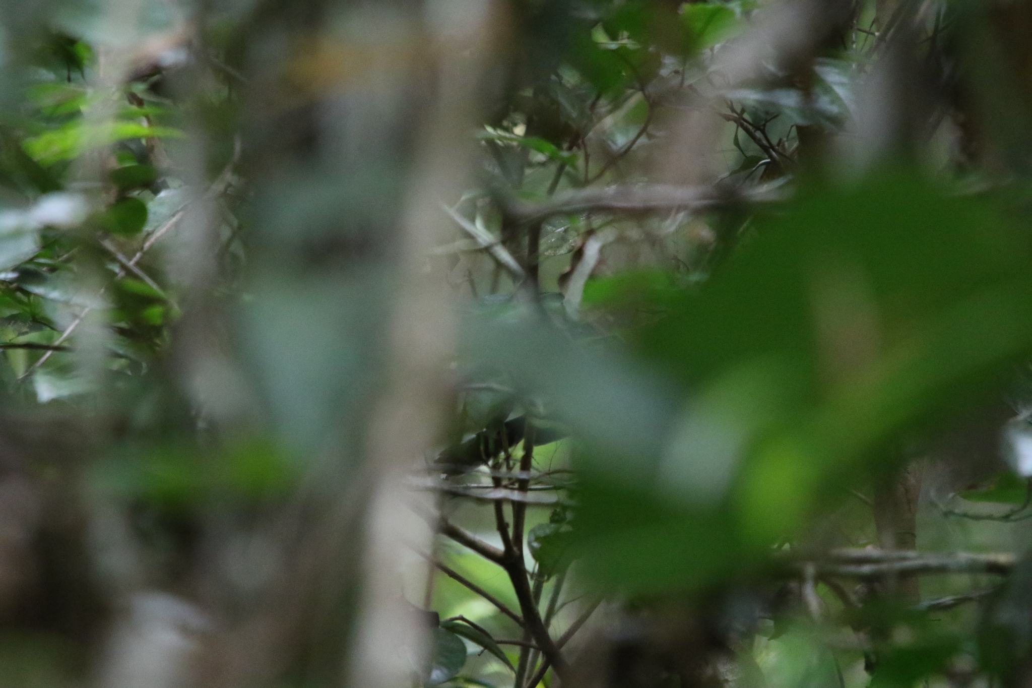 Black Thicket Fantail (Rhipidura maculipectus), photo 9