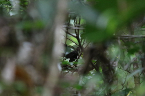 Black Thicket Fantail (Rhipidura maculipectus), photo 8
