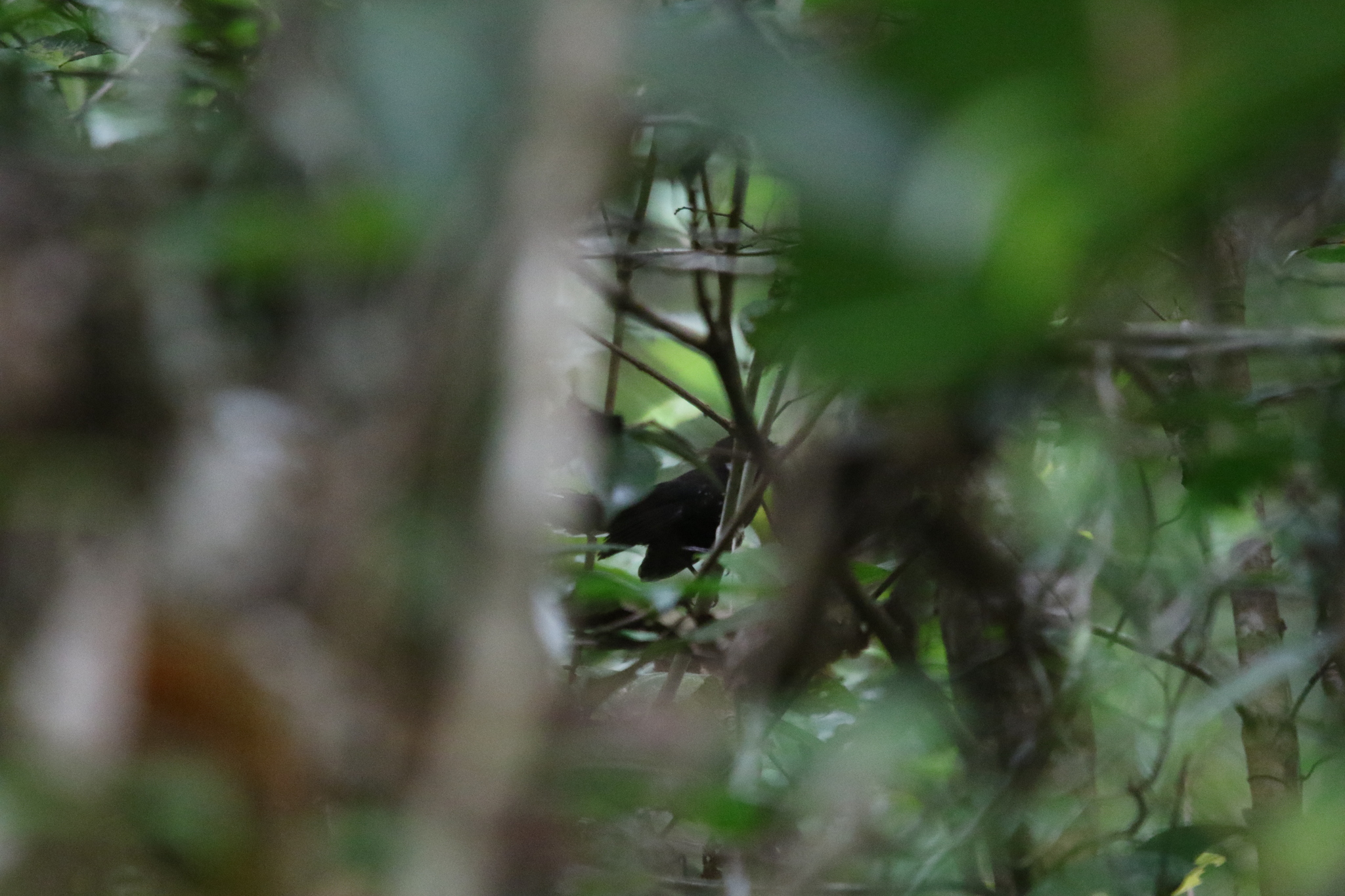 Black Thicket Fantail (Rhipidura maculipectus), photo 8