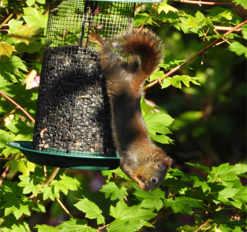 Douglas's Squirrel observed by patty_teague