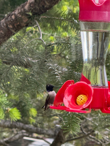 Black-chinned Hummingbird observed by ckari