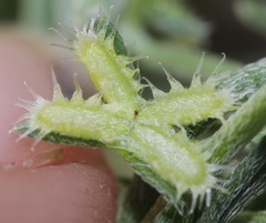 Pectocarya platycarpa
