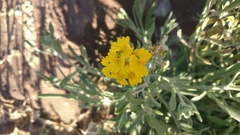 Psilostrophe gnaphalodes