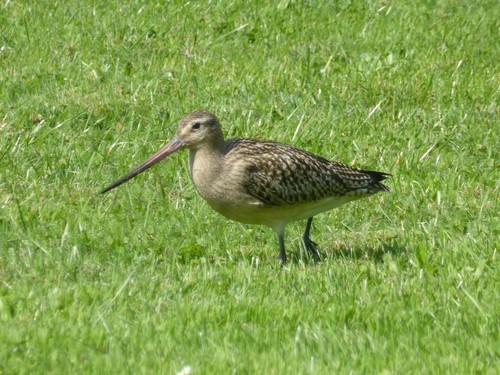 Aguja colipinta (Limosa lapponica)