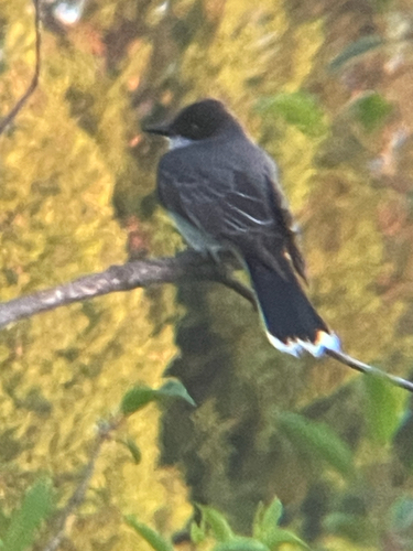 Eastern Kingbird observed by kelsysj