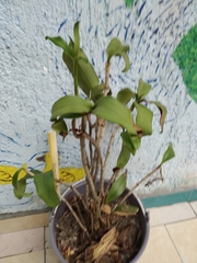 Guarianthe