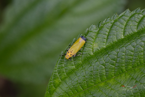Black-tipped Leafhopper
