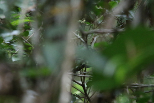 Black Thicket Fantail (Rhipidura maculipectus), photo 10
