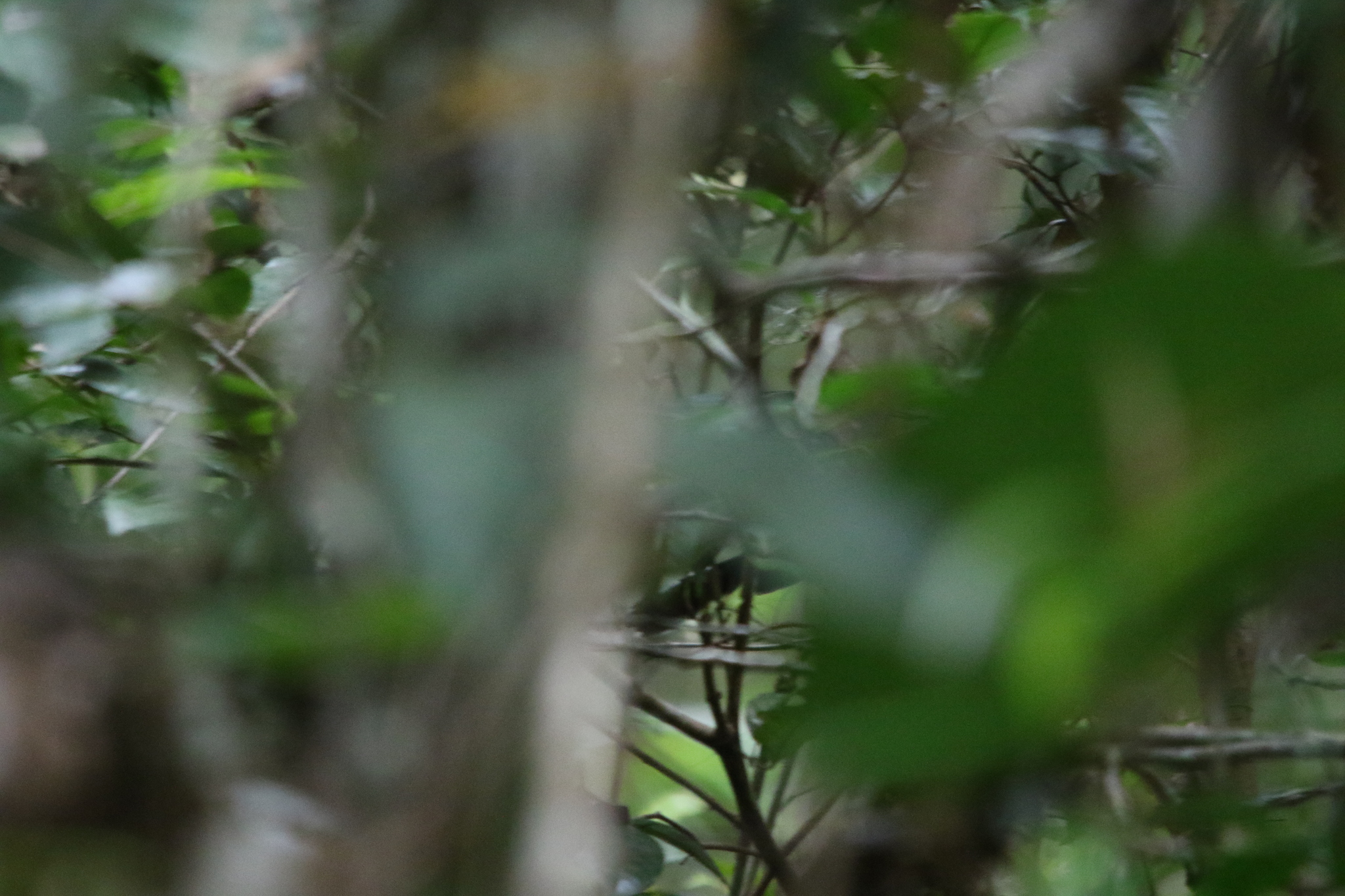 Black Thicket Fantail (Rhipidura maculipectus), photo 10