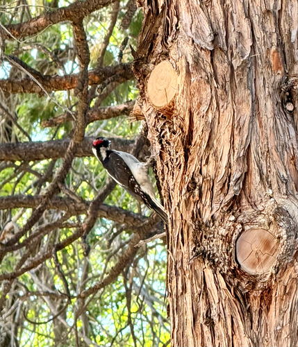 Hairy Woodpecker observed by rj_graham