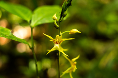 Plocoglottis plicata