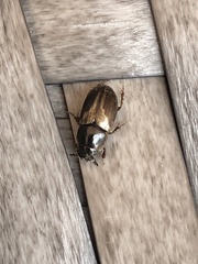 Melinopterus