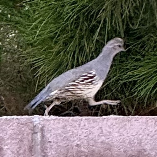 Gambel's Quail observed by sealgyu