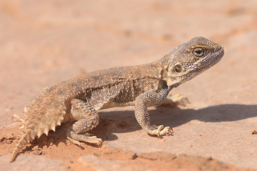 (Dwarf) Turnip Tail Agama