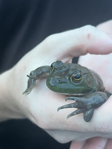 American Bullfrog observed by lookingfortoads