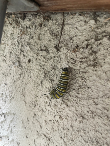 Monarch Butterfly